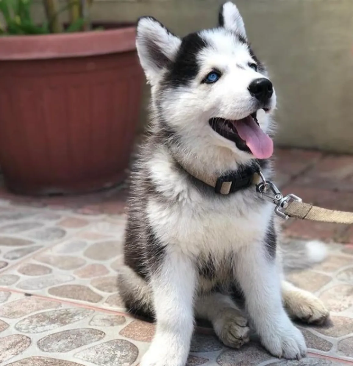 Chiots Husky Sibérien disponibles pour