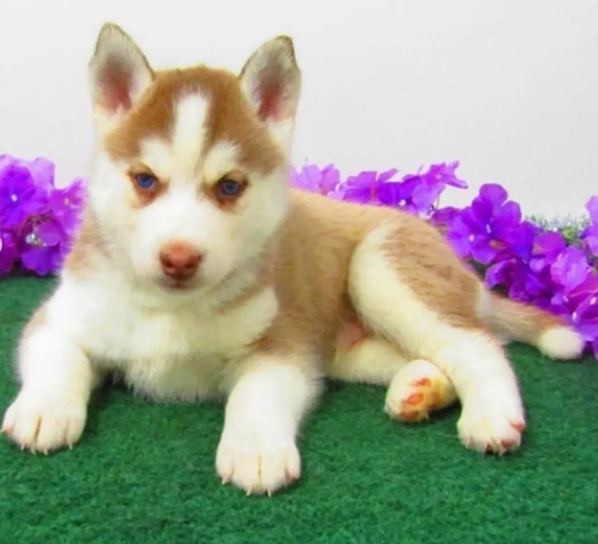Adorable Siberian Husky Puppies Available