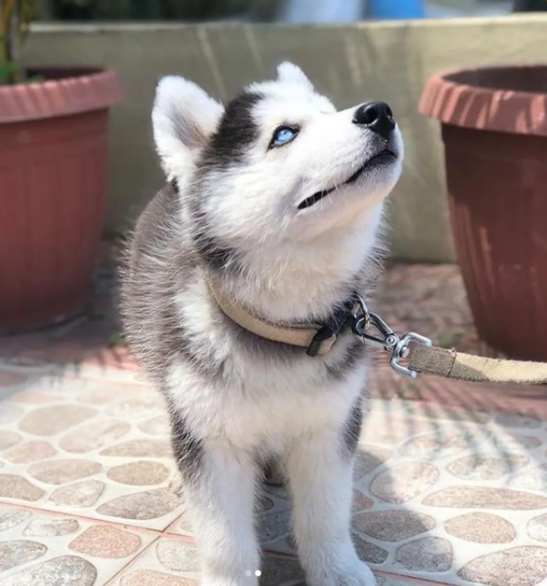Gift Siberian Husky Puppies Available
