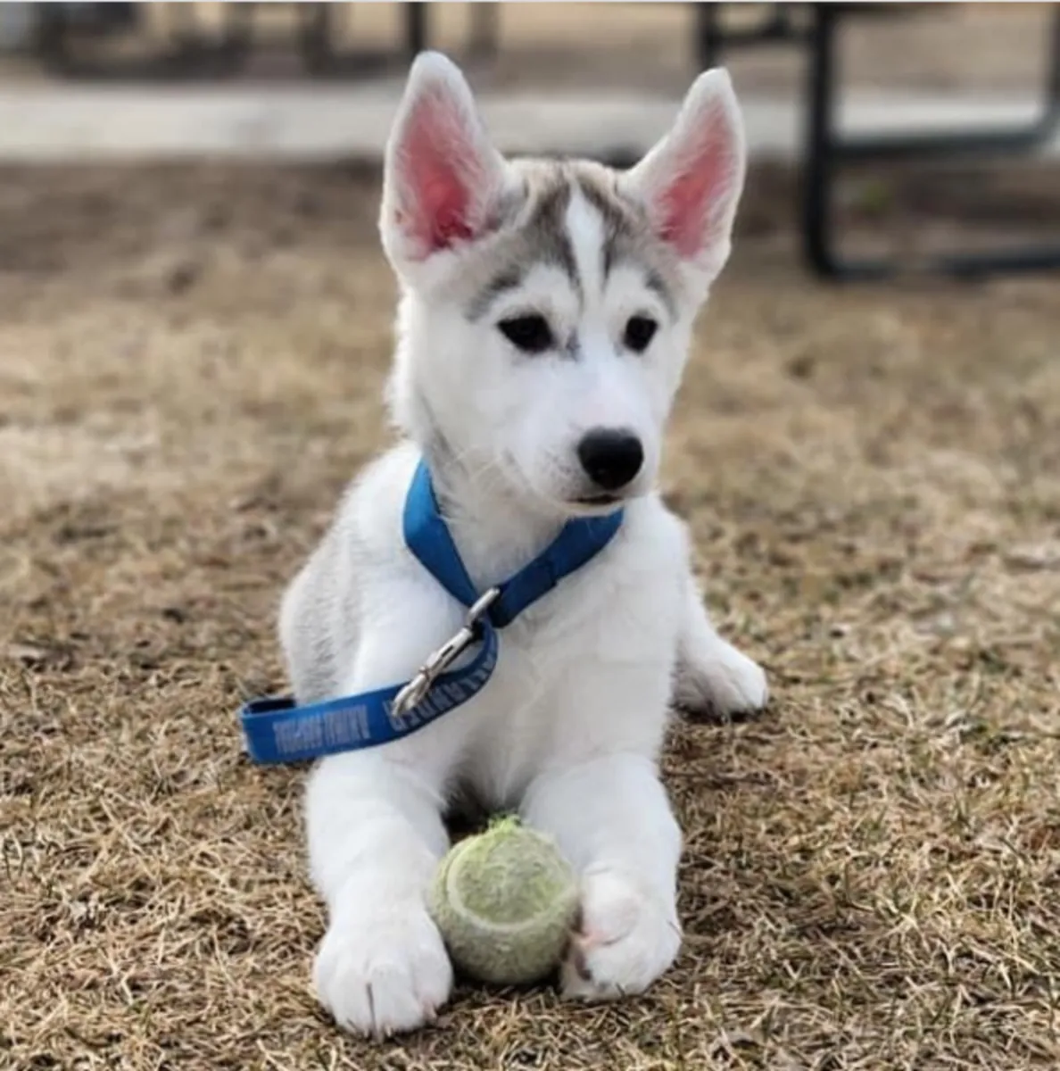 Gift Siberian Husky Puppies available for adoption