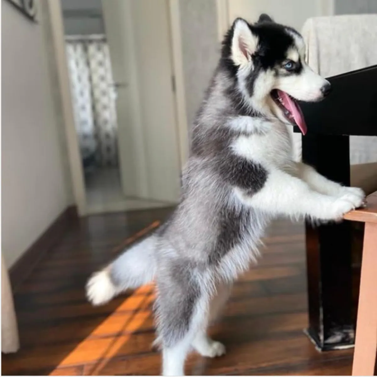 Gift Siberian Husky Puppies for