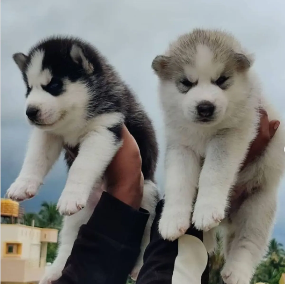 Gift Siberian Husky Puppies