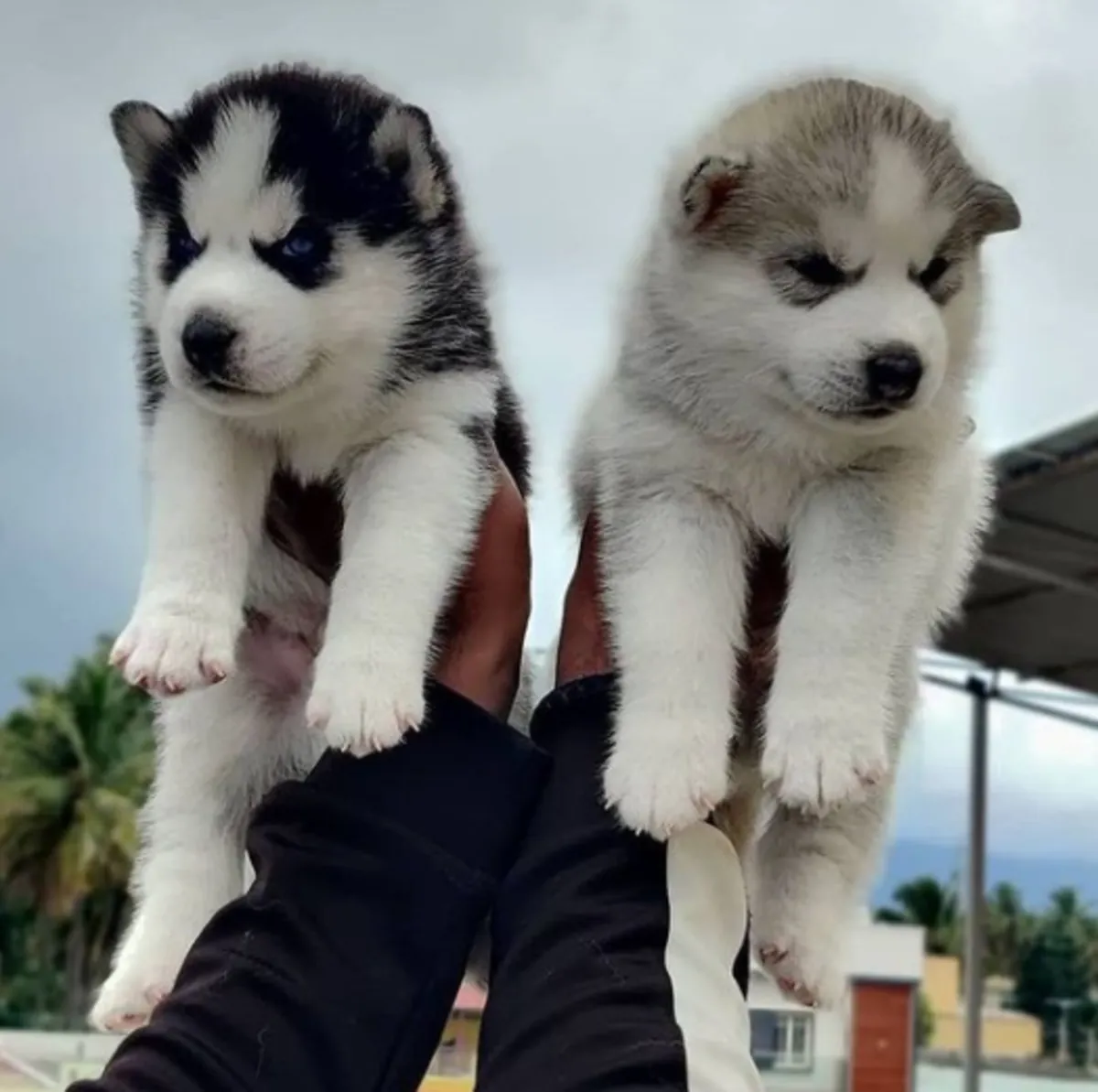 Cadeau Chiots Husky Sibérien disponibles