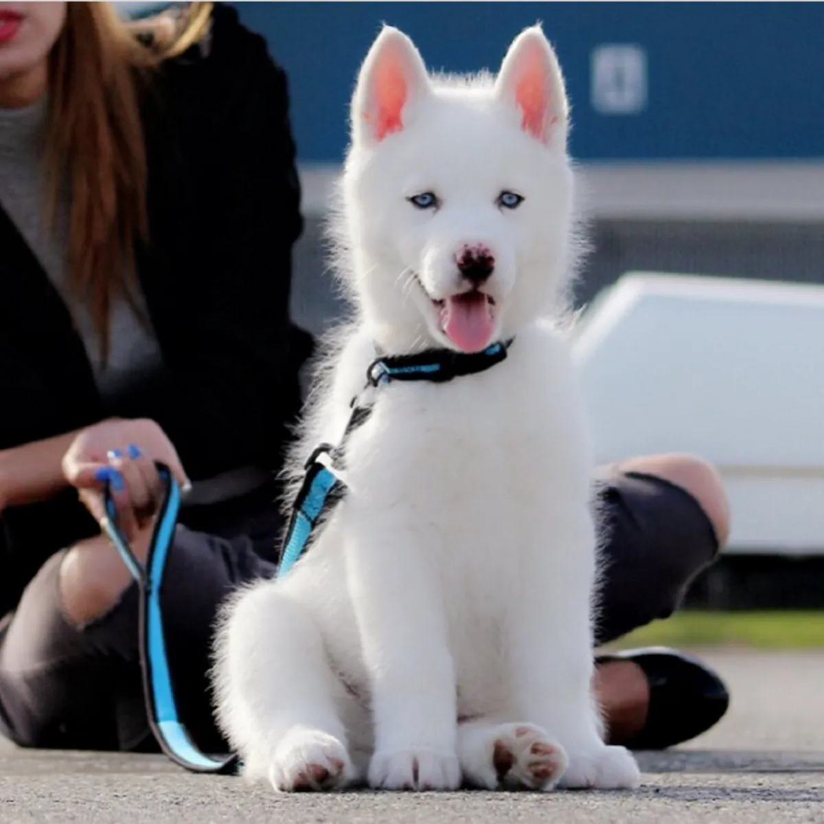 Regalo Cachorros de Husky Siberian