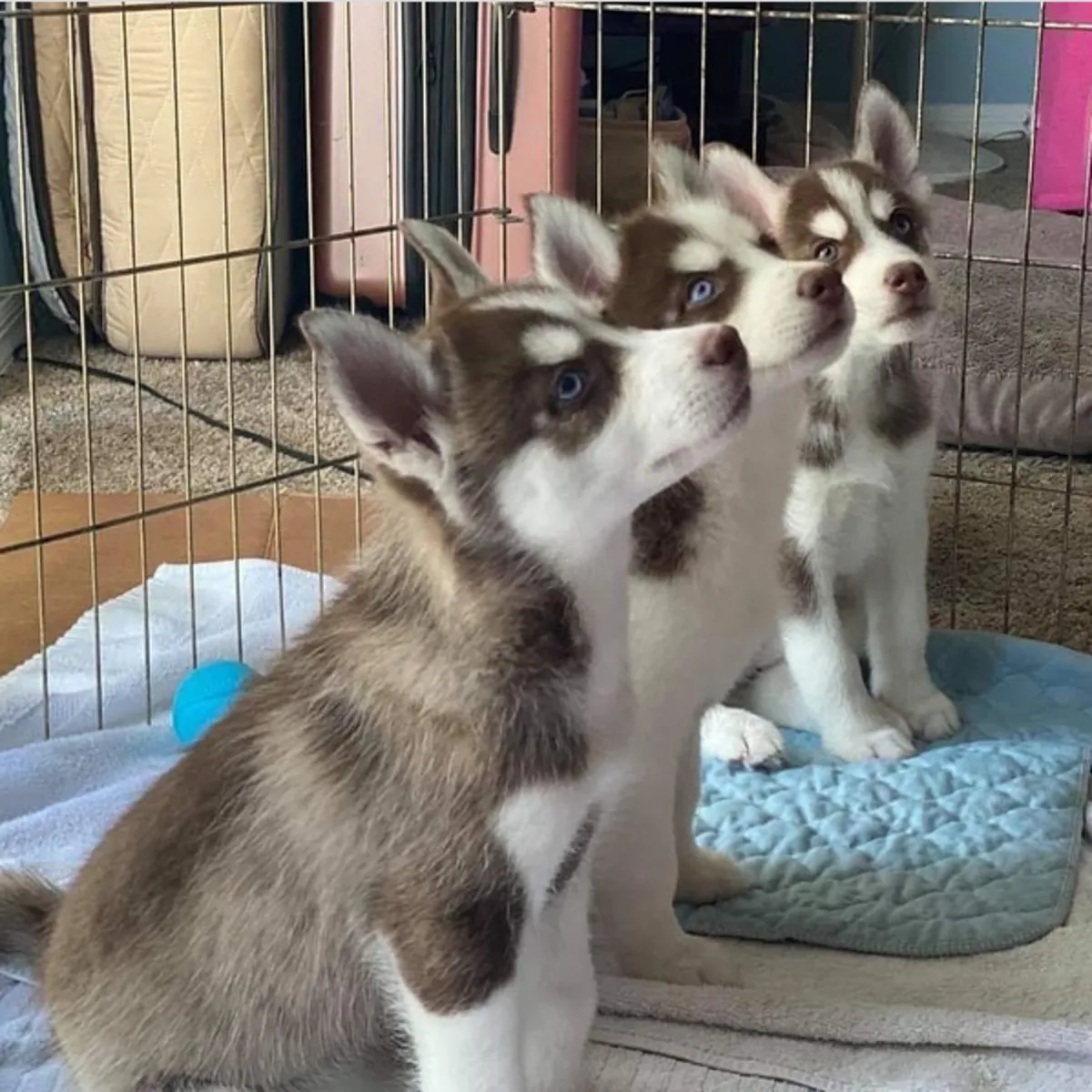 Regalo Cachorros de Husky Siberiano disponibles