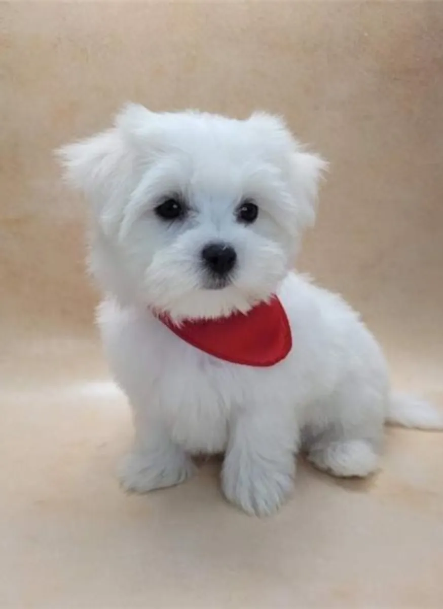 cachorritos de Bichon Maltes de Pura Raza