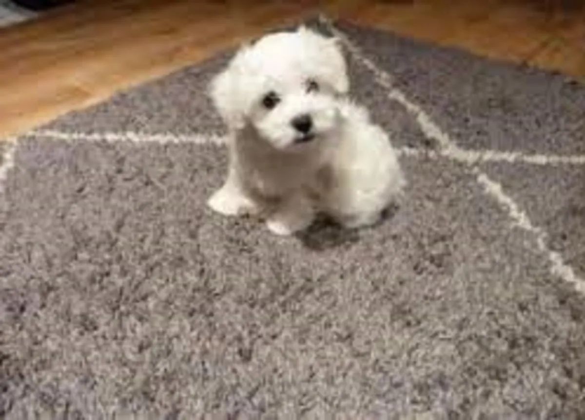 cachorritos de Bichon Maltes de Pura Raza