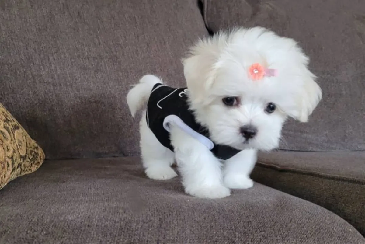 cachorritos de Bichon Maltes de Pura Raza