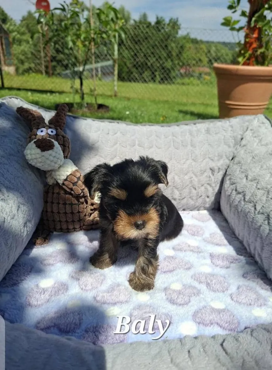 可爱的玩具型约克夏犬幼犬