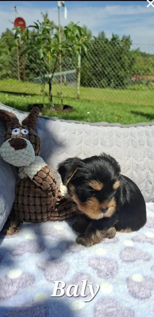 可爱的玩具型约克夏犬幼犬