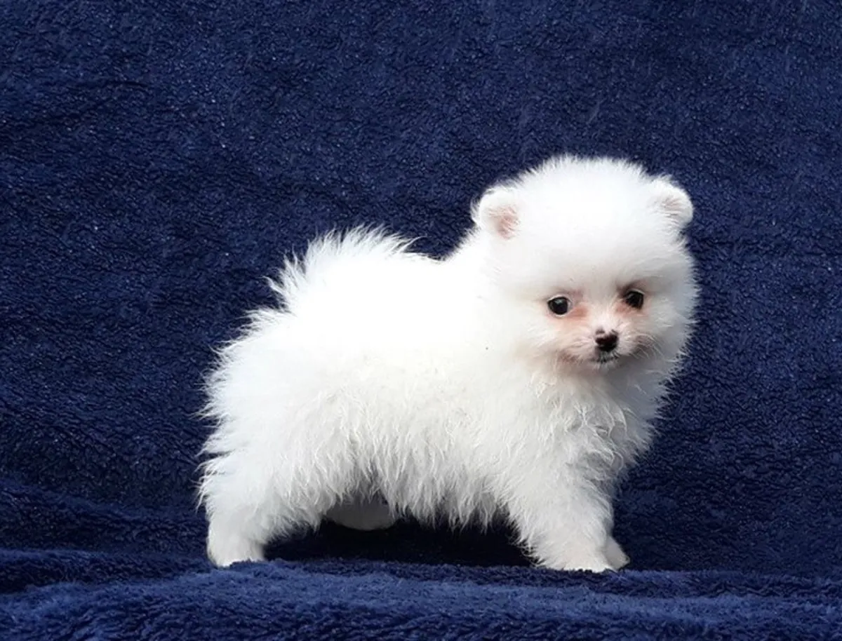 Chiots poméraniens