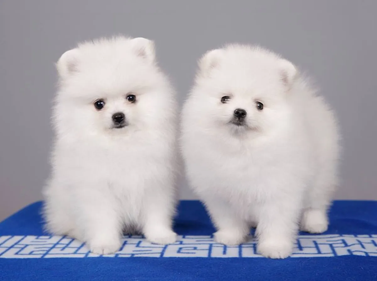 Deux charmants chiots poméraniens cherchent un nouveau foyer