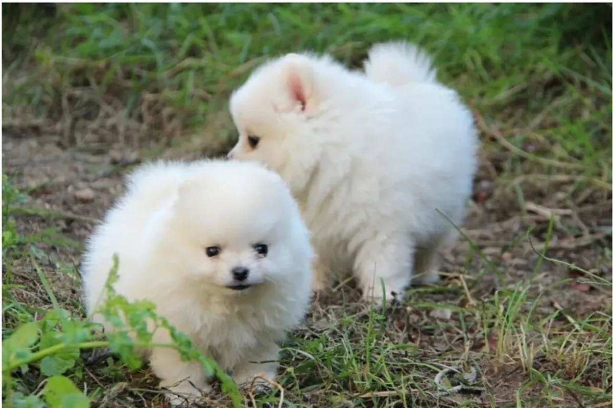 Deux charmants chiots poméraniens cherchent un nouveau foyer