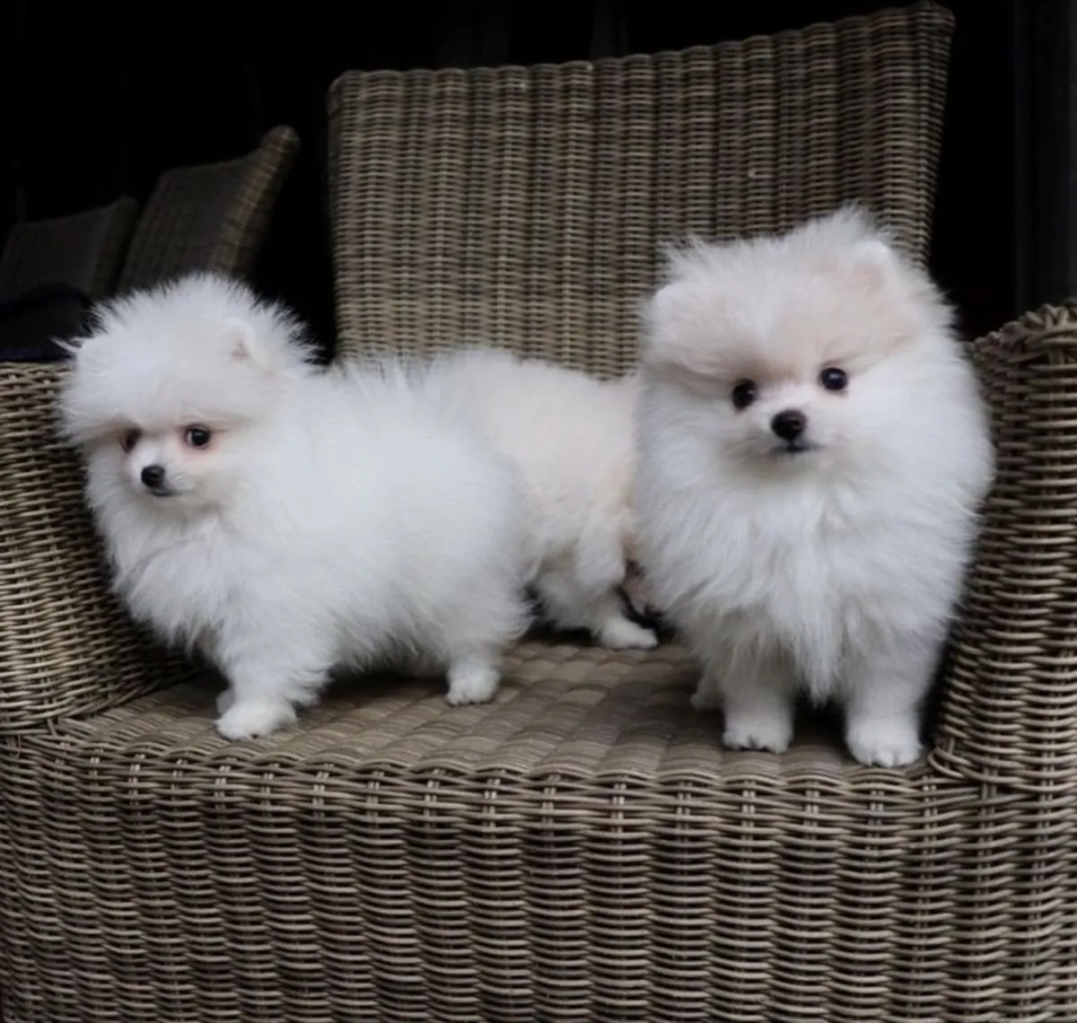 Deux chiots poméraniens proposés à l'adoption