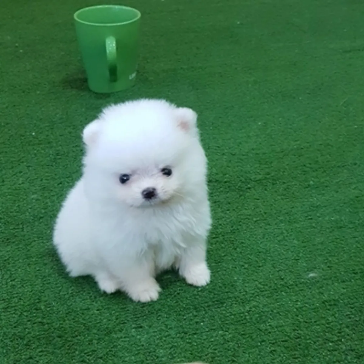 Charmants chiots spitz poméranien cherchent une nouvelle famille