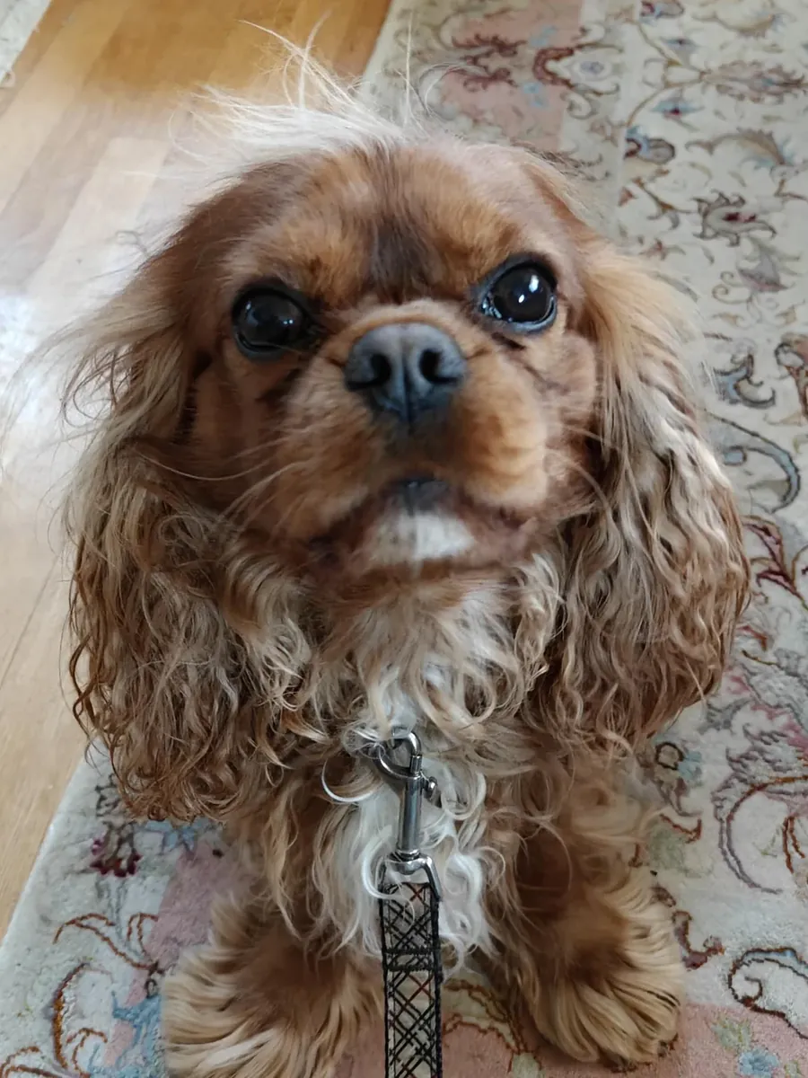 Cavalier King Charles cinsi, insanlara çok bağlı bir köpek.