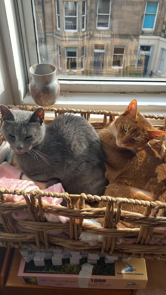 Habeş kedisi her zaman hareket halinde