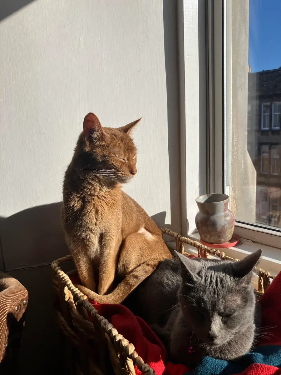 Habeş kedisi her zaman hareket halinde