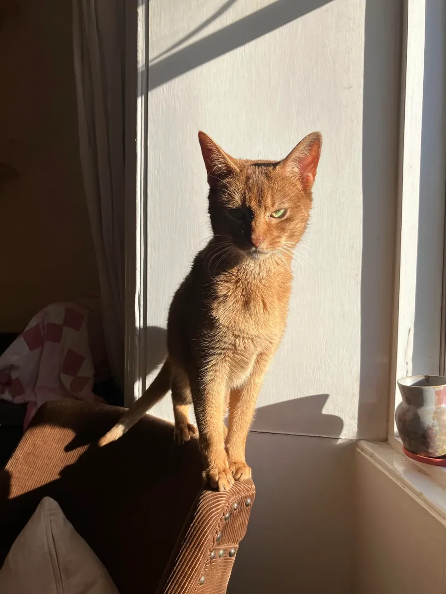 Habeş kedisi her zaman hareket halinde