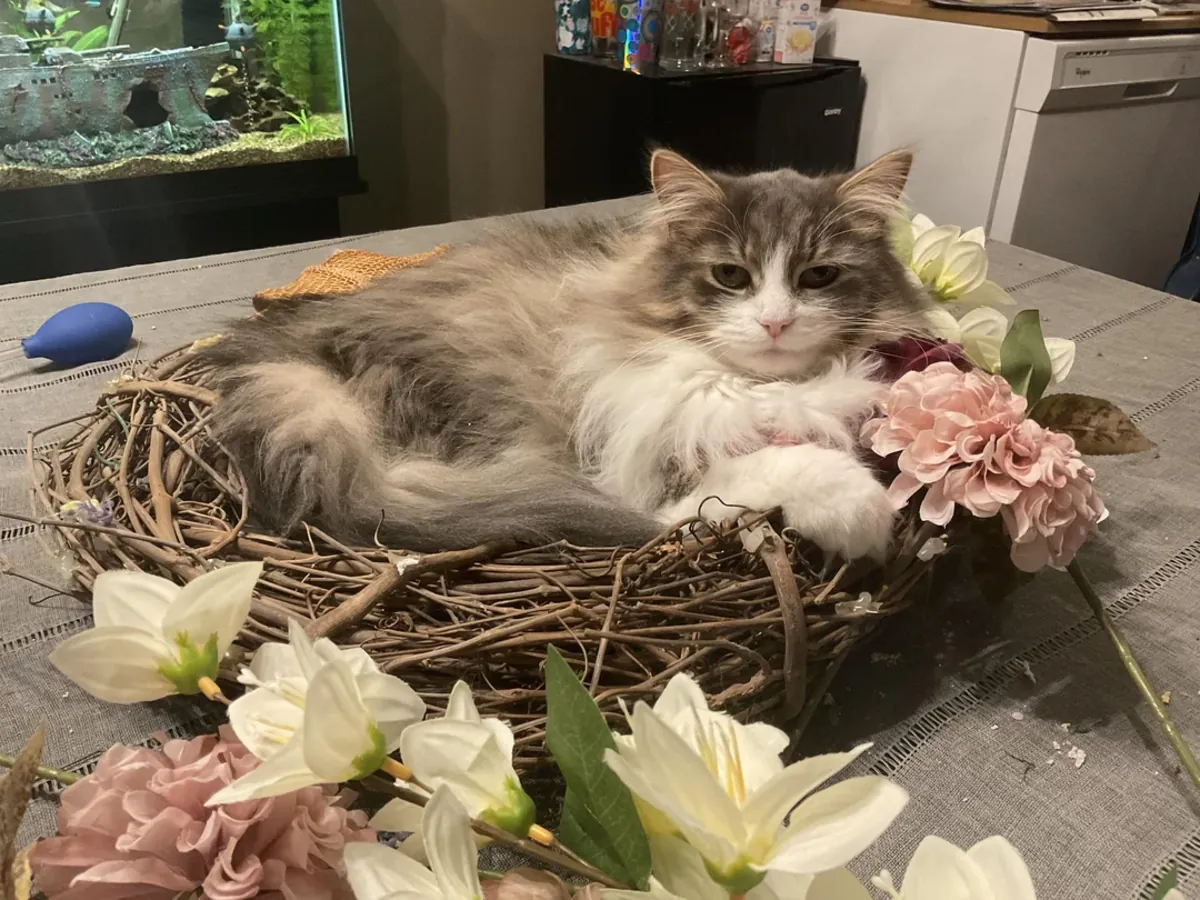 Kendi dünyasında yaşayan bir kedi