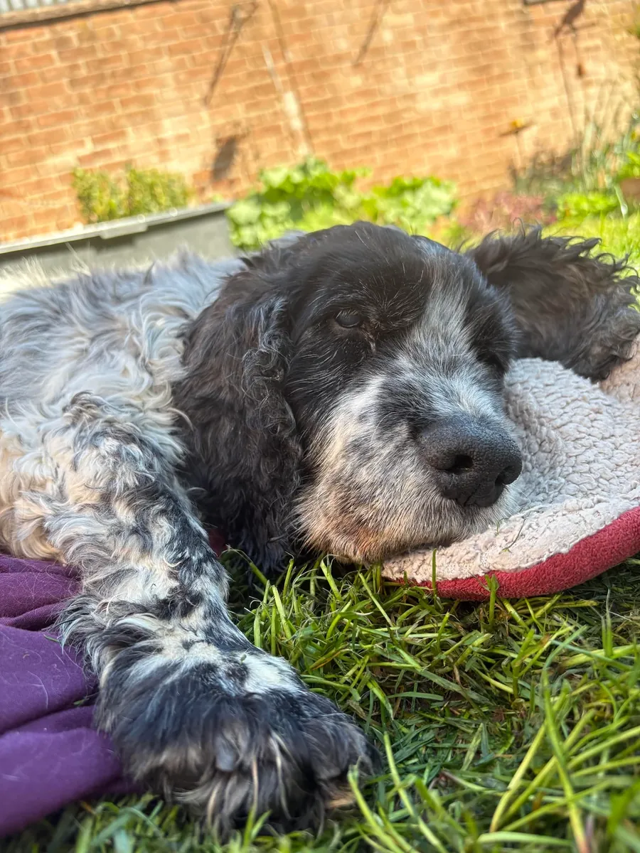 Cocker Spaniel, eskisi gibi devam edemeyiz.