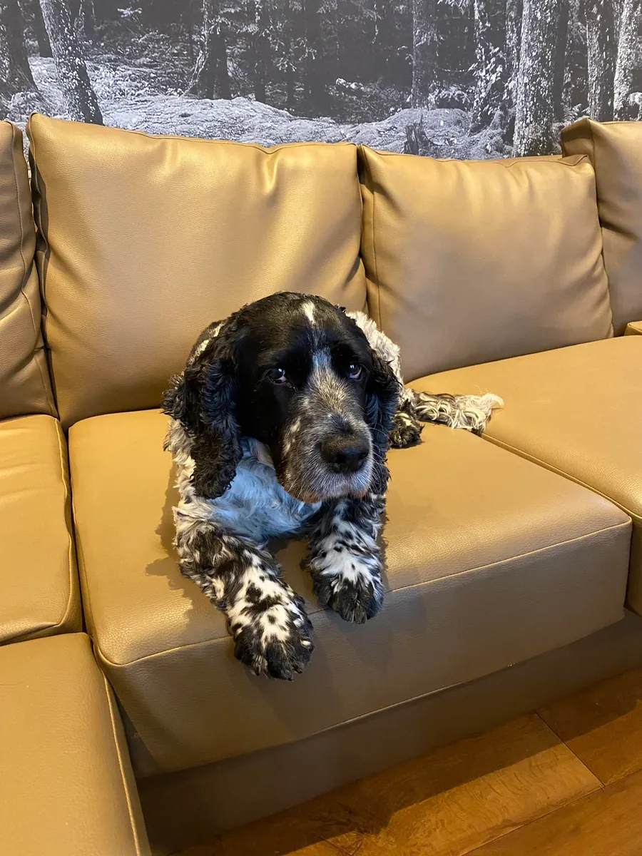 Cocker Spaniel, eskisi gibi devam edemeyiz.