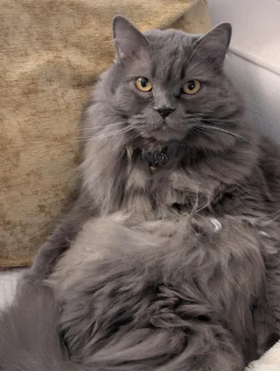 sakin, karmaşık olmayan kedi