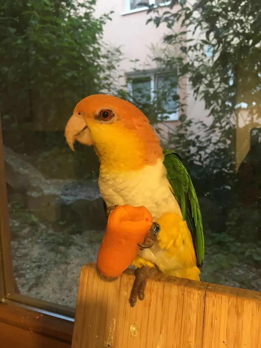 Caique hareketli bir köpek, yalnız bırakılmamalı.