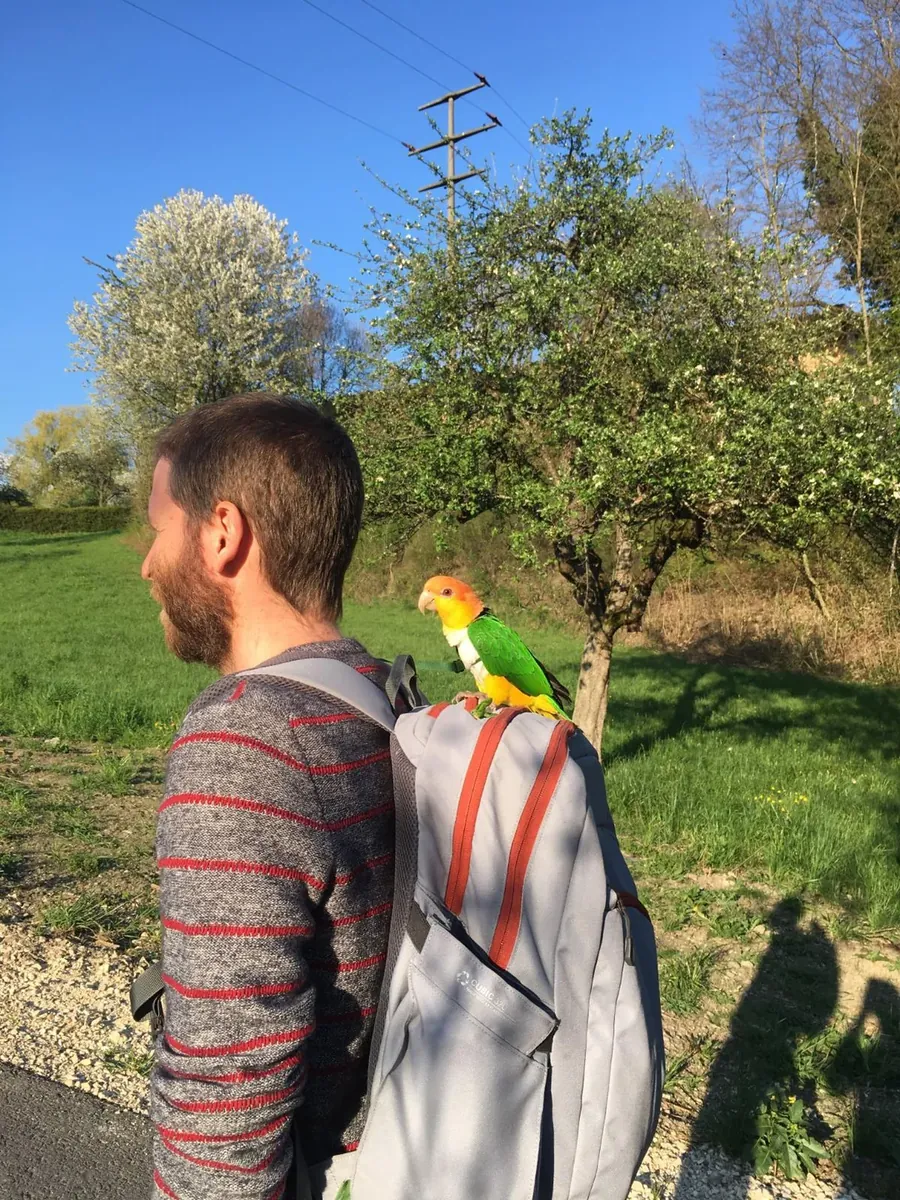 Caique hareketli bir köpek, yalnız bırakılmamalı.