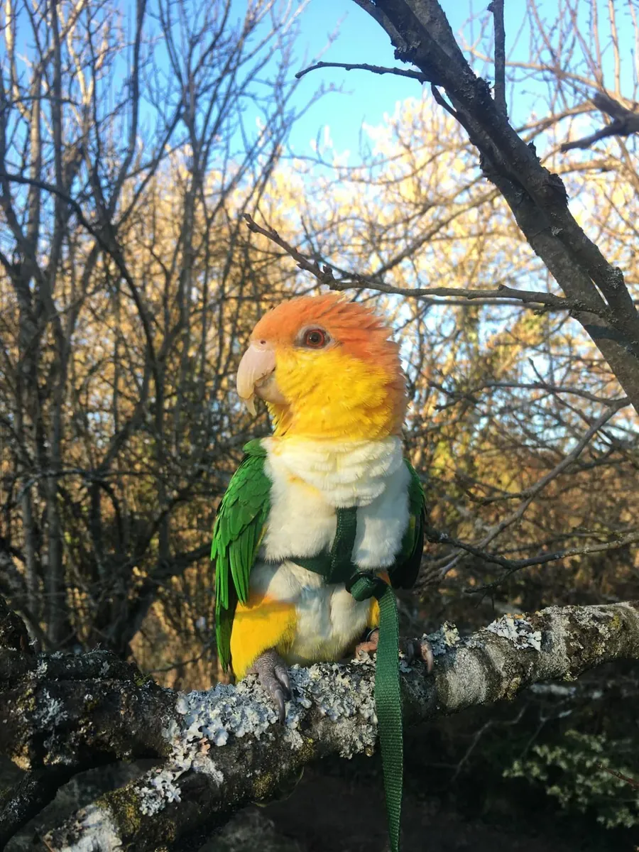 Caique hareketli bir köpek, yalnız bırakılmamalı.
