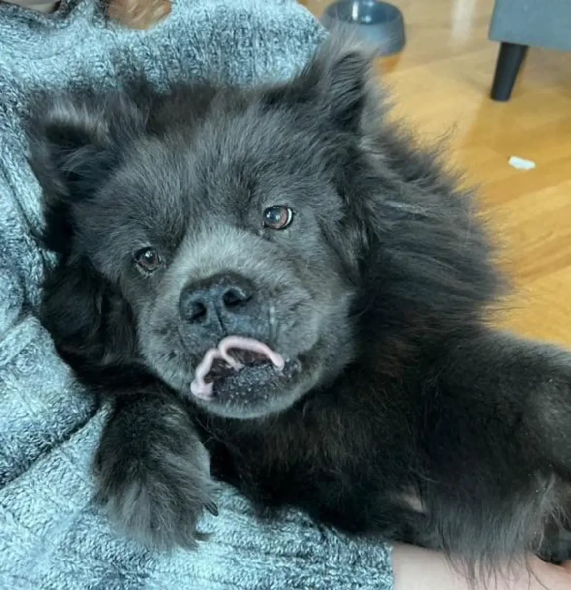 Çov kovboyu oldukça bağımsız