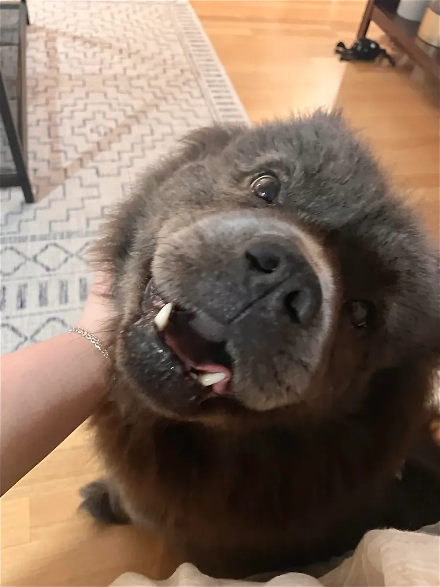 Çov kovboyu oldukça bağımsız