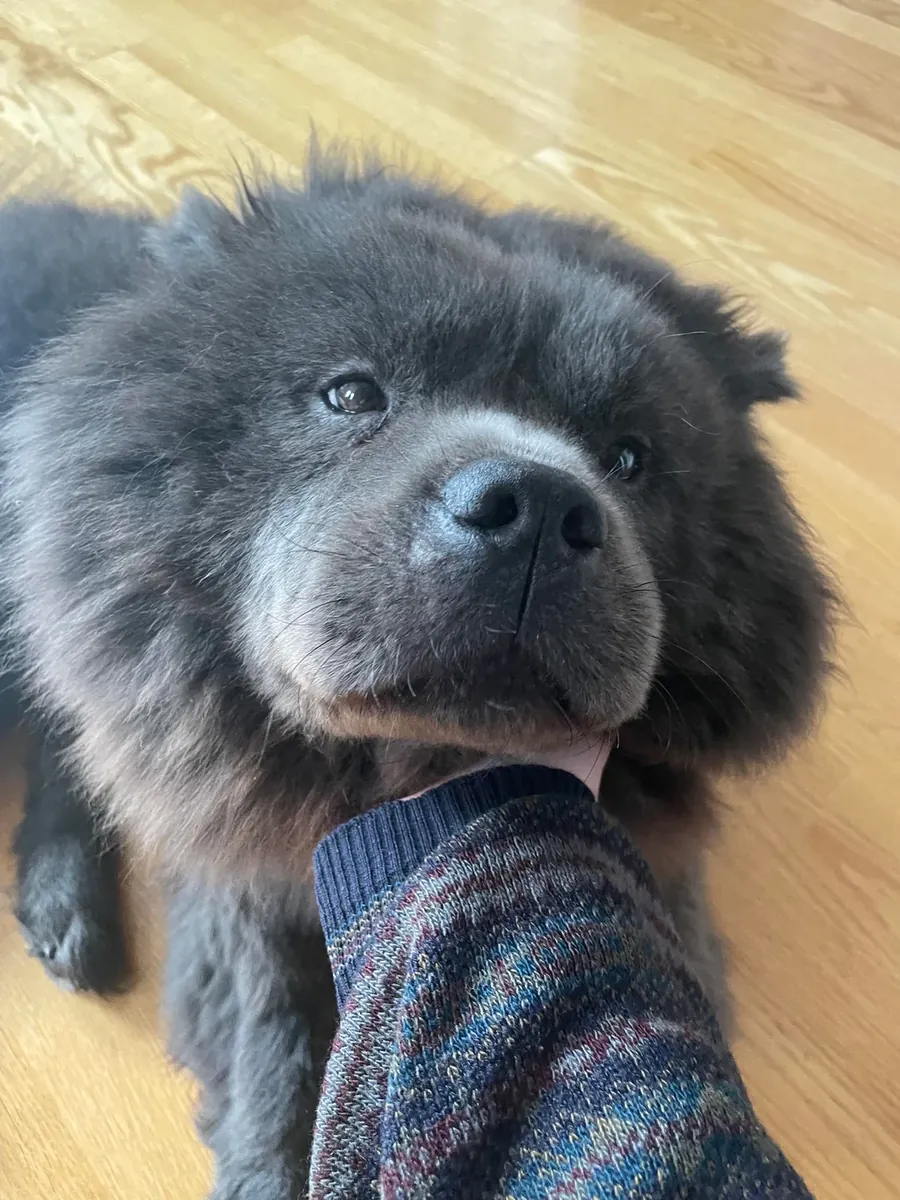 Çov kovboyu oldukça bağımsız