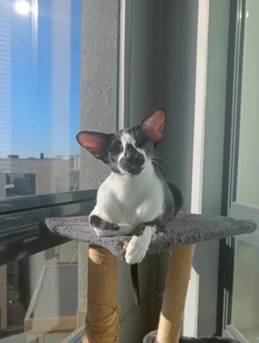 her zaman tetikte olan bir kedi