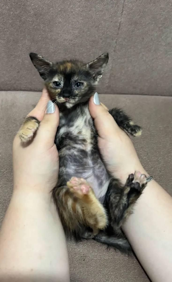 我们正在为我们的10周大母猫寻找一个家