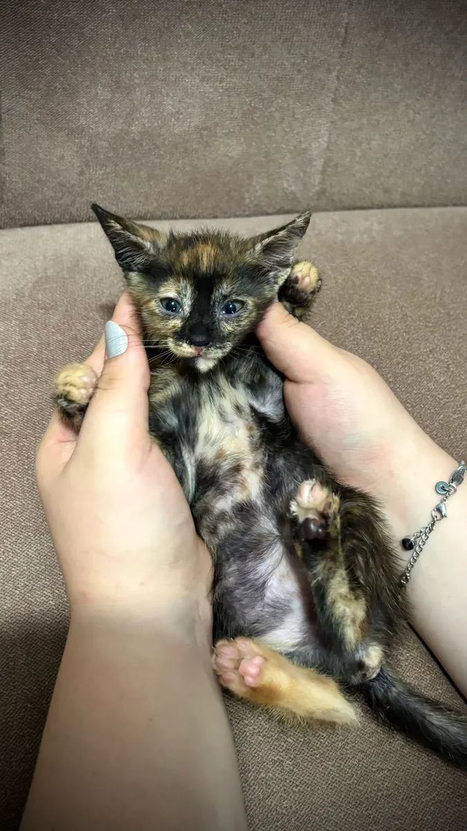 我们正在为我们的10周大母猫寻找一个家