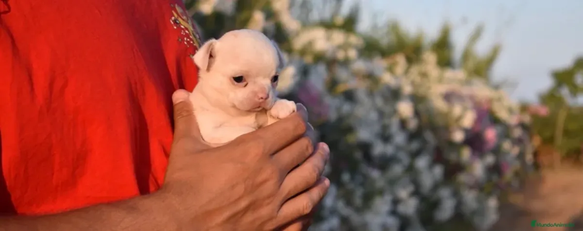迷你母 Chihuahua