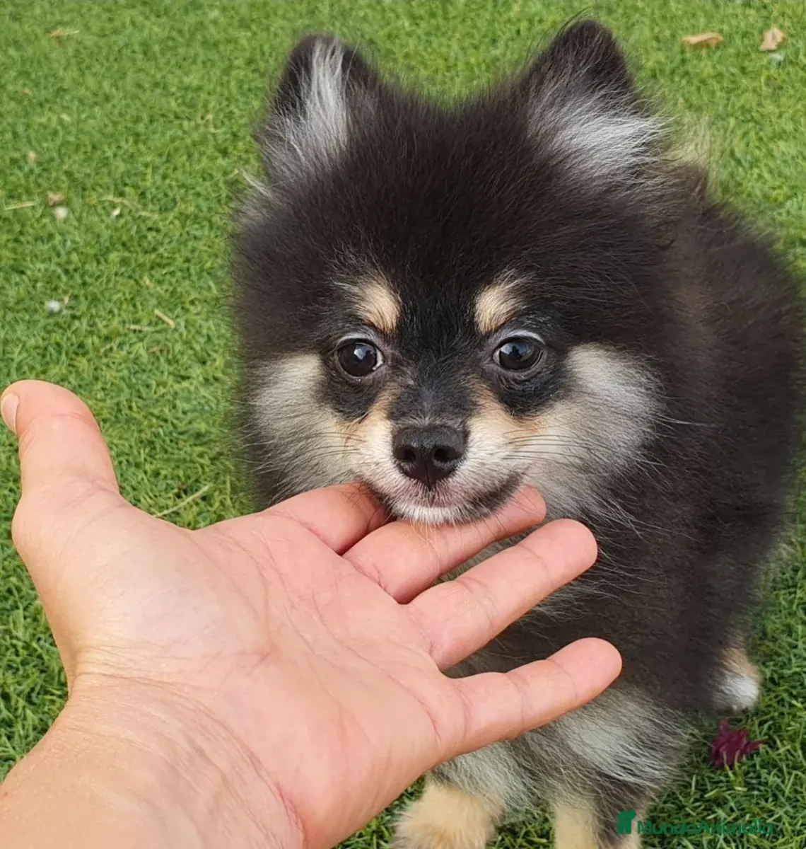 Pomerania Toy Top Macho