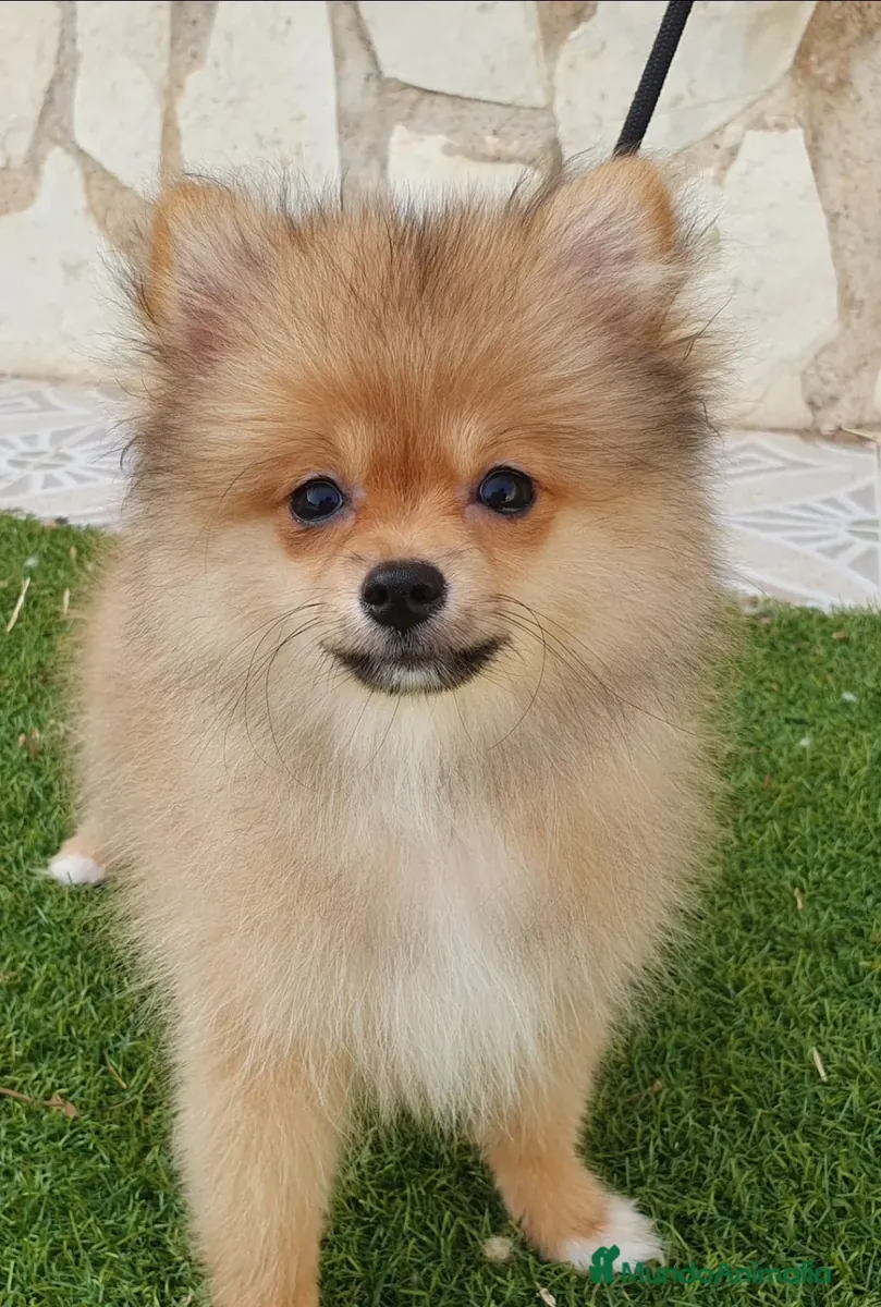 Pomerania Toy Top Macho