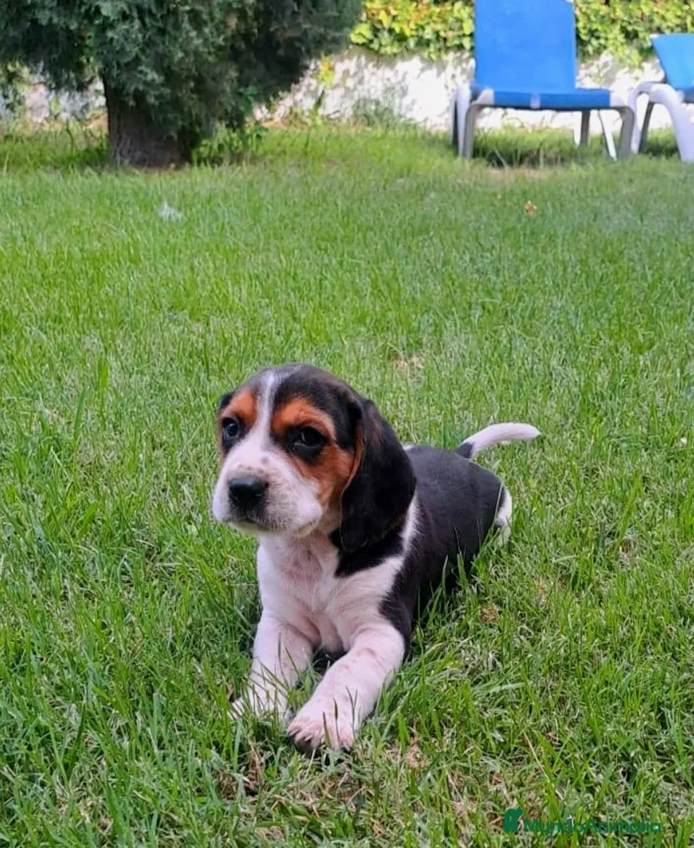 Beagle linea Inglesa
