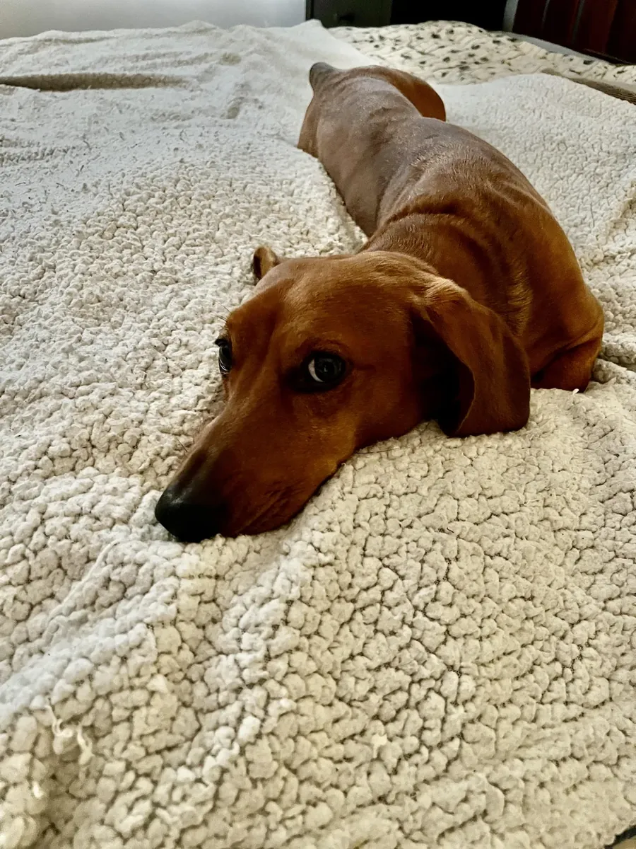 Başka bir rutine ihtiyaç duyan sosis köpek