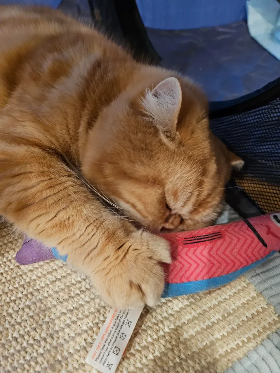 Çok sakin bir kedi, bunu anlamak neredeyse imkansız.