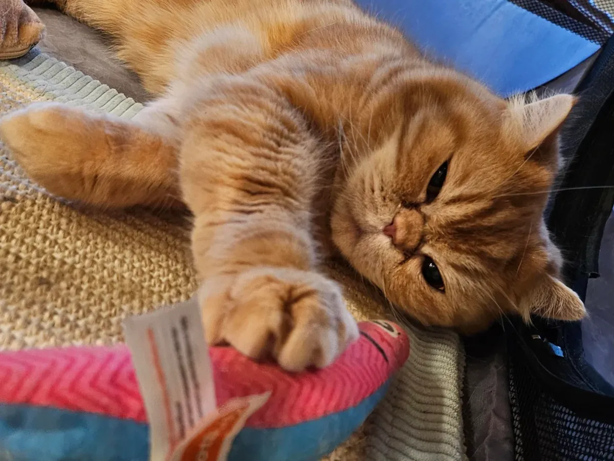 Çok sakin bir kedi, bunu anlamak neredeyse imkansız.