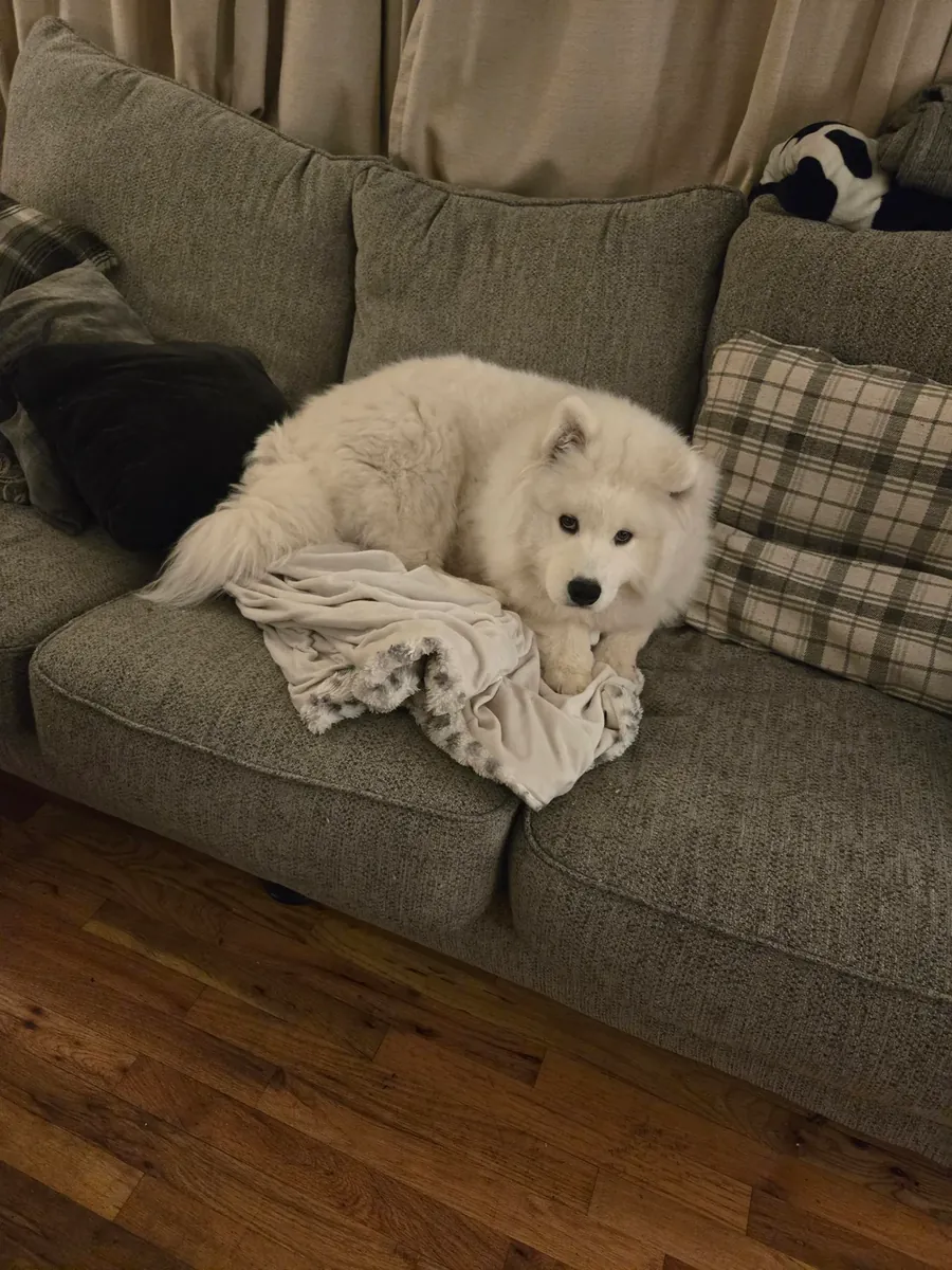 Samoyed cinsi köpekler herkes için uygun değildir.