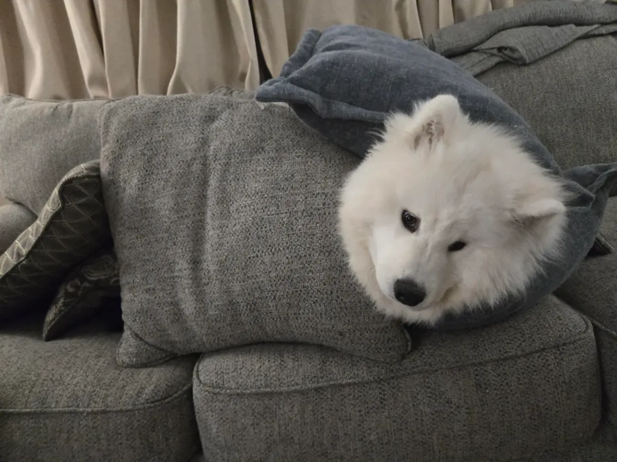 Samoyed cinsi köpekler herkes için uygun değildir.