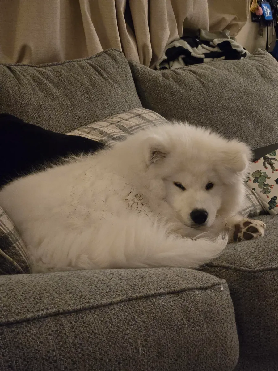 Samoyed cinsi köpekler herkes için uygun değildir.