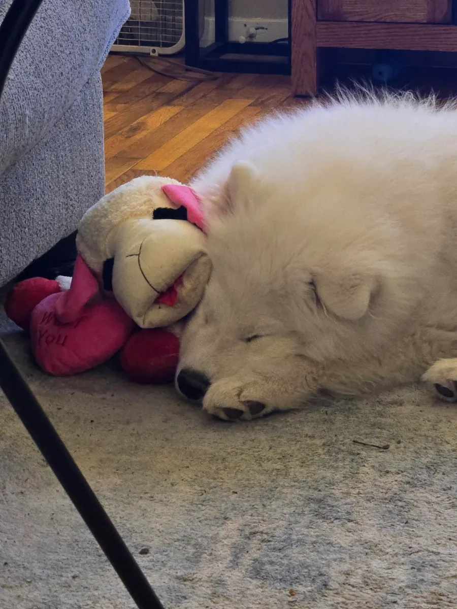 Samoyed cinsi köpekler herkes için uygun değildir.