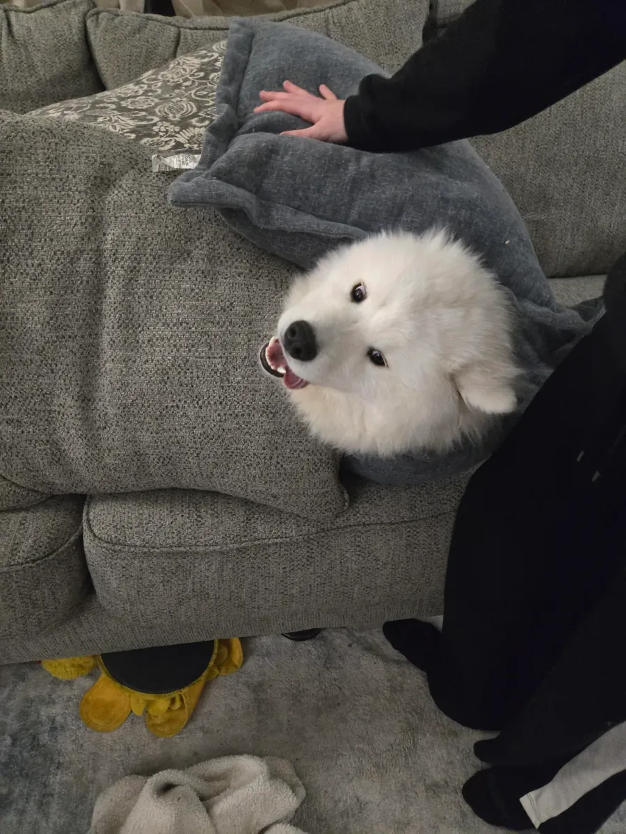Samoyed cinsi köpekler herkes için uygun değildir.