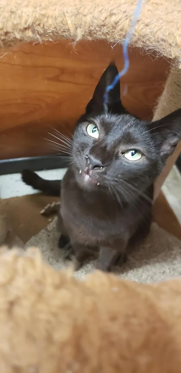 tipik bir kedide farklı bir kedi