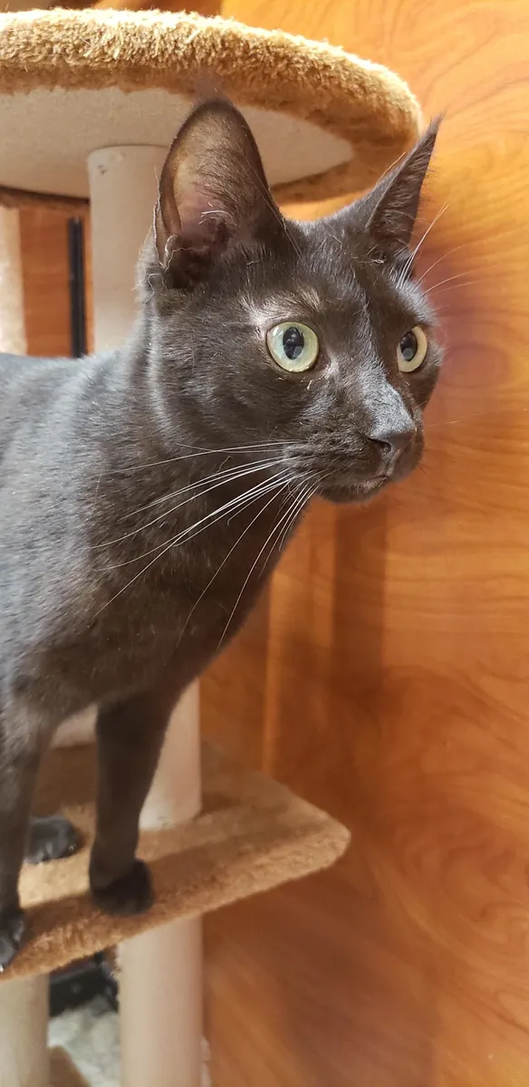 tipik bir kedide farklı bir kedi